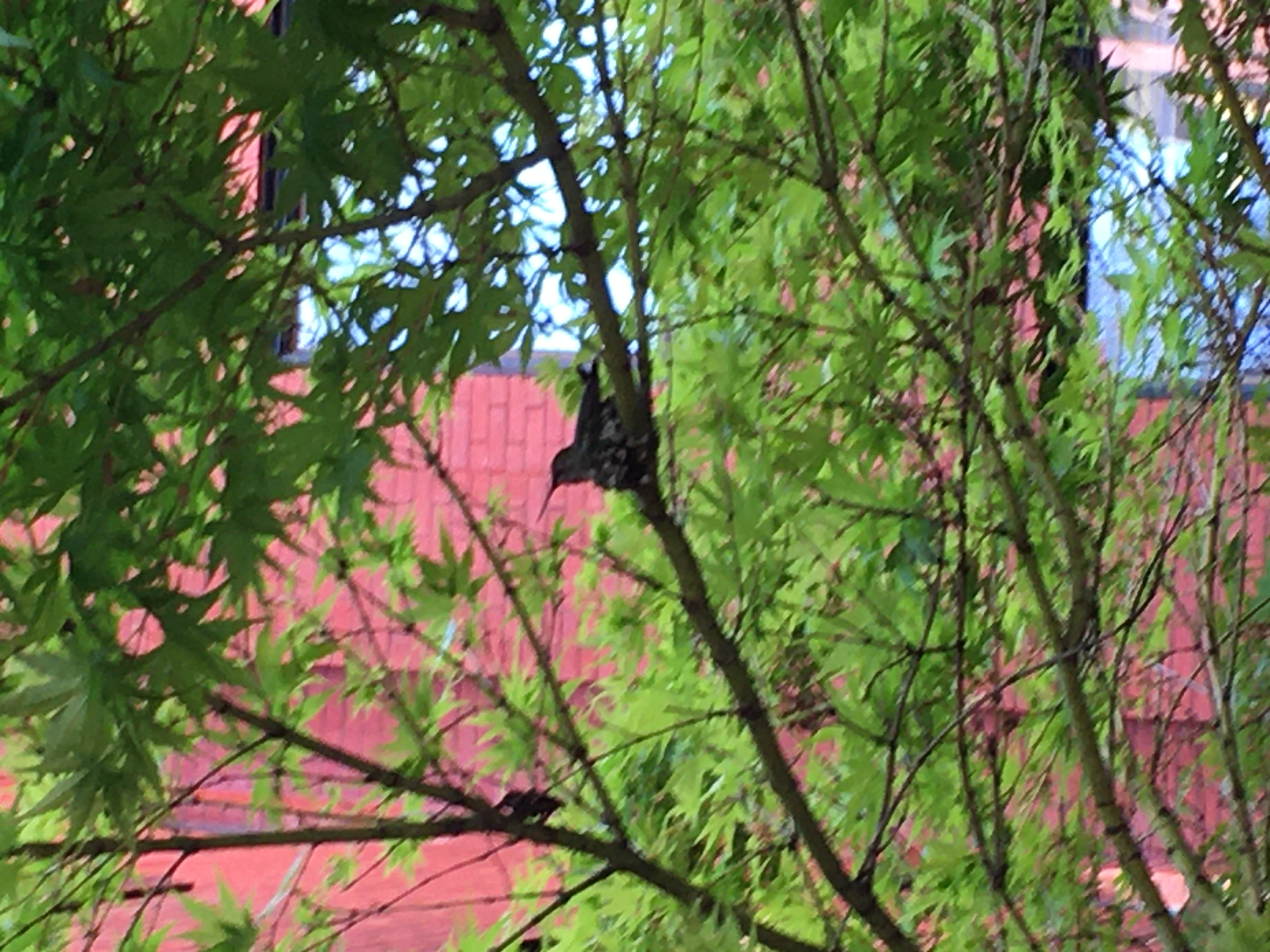 Photo of a small hummingbird on a nest