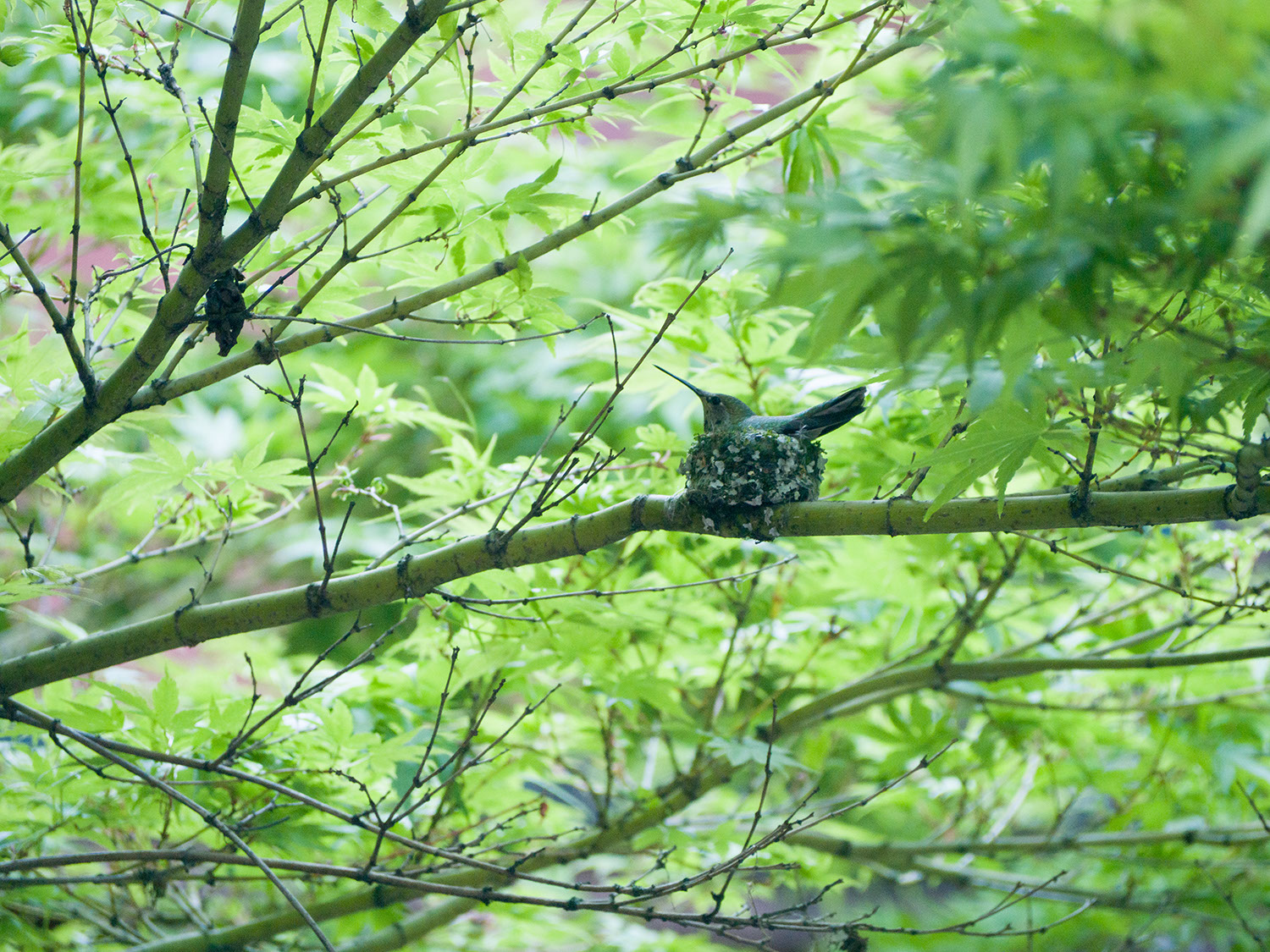 Photo of a small hummingbird on a nest