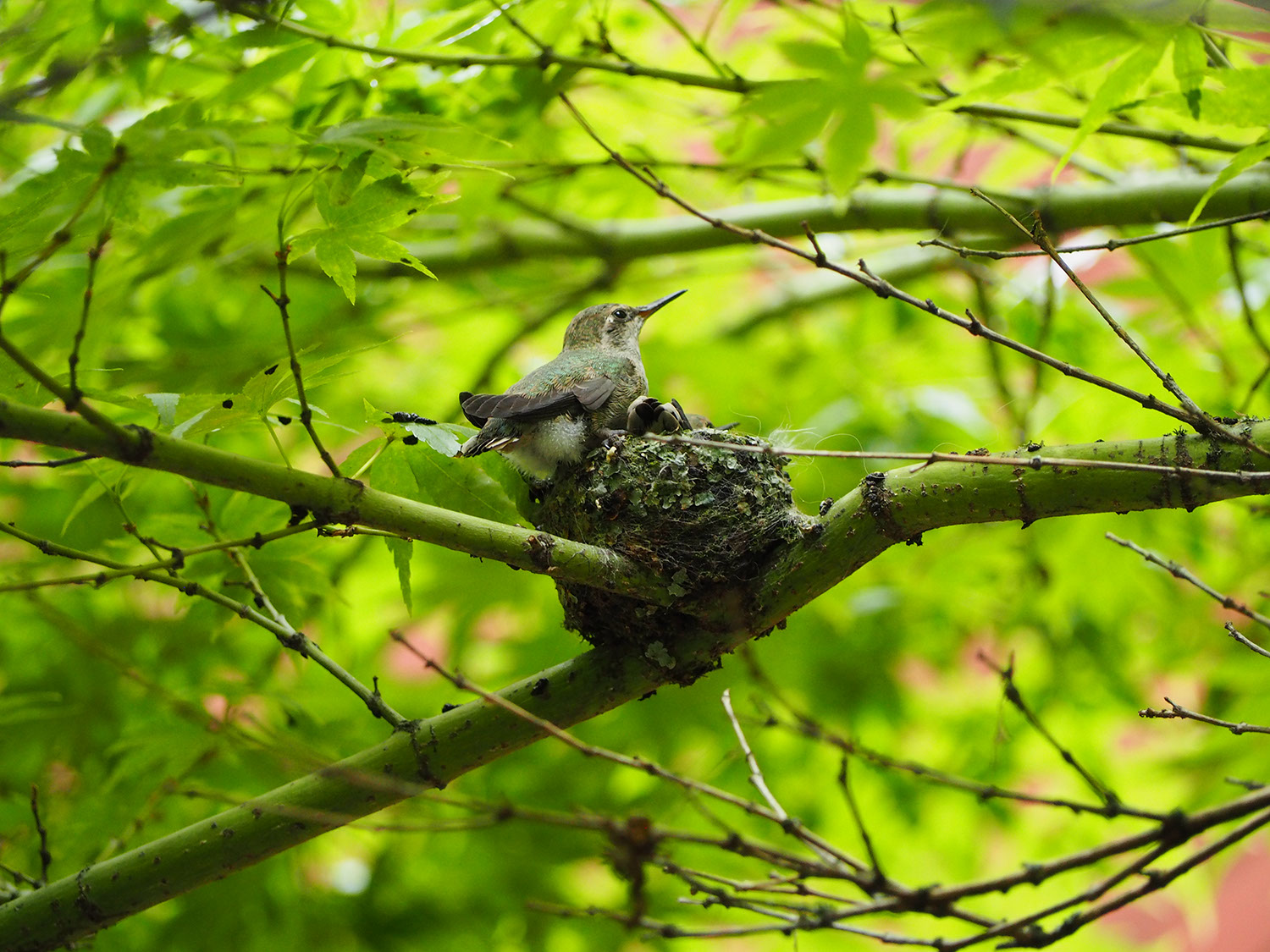 A picture of two hummingbirds in a nest, now fully grown. One perches on the side of the nest, while the other is snuggled inside.