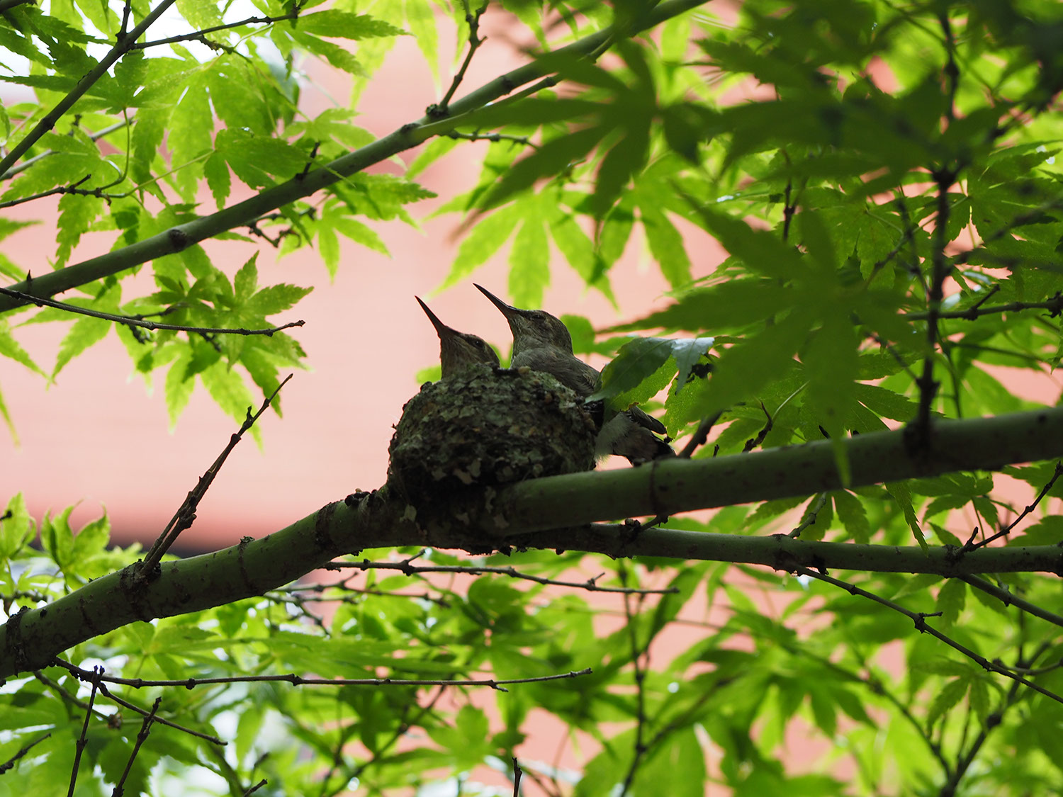 A picture of two hummingbirds in a nest, barely grown