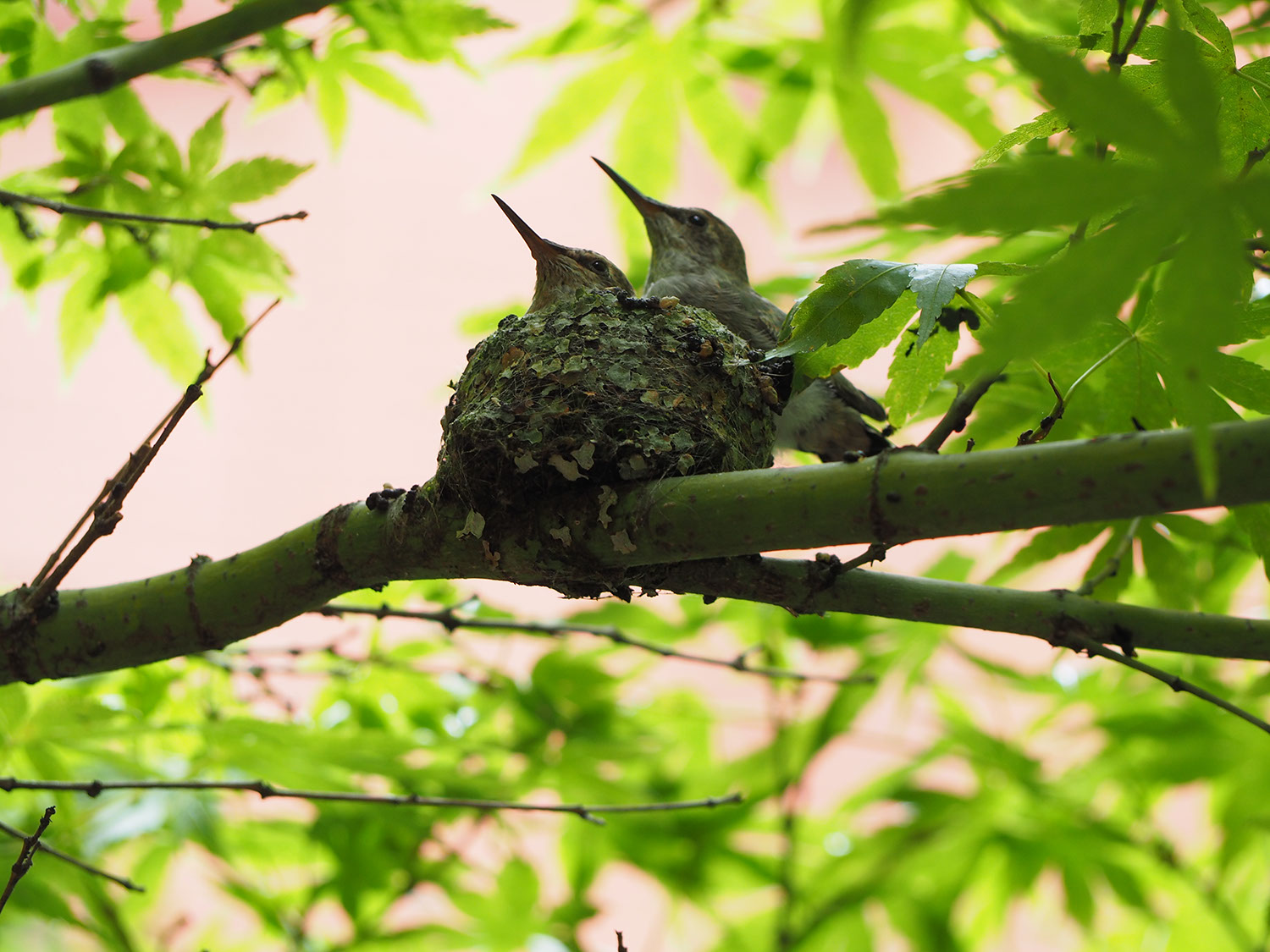 A picture of two hummingbirds in a nest, barely grown