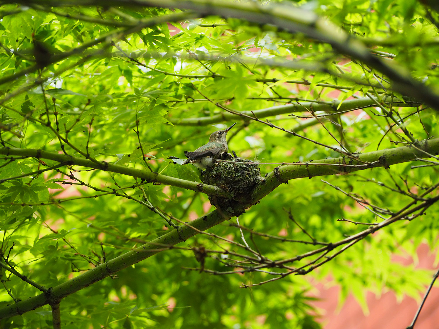 A picture of two hummingbirds in a nest, now fully grown. One perches on the side of the nest, while the other is snuggled inside.