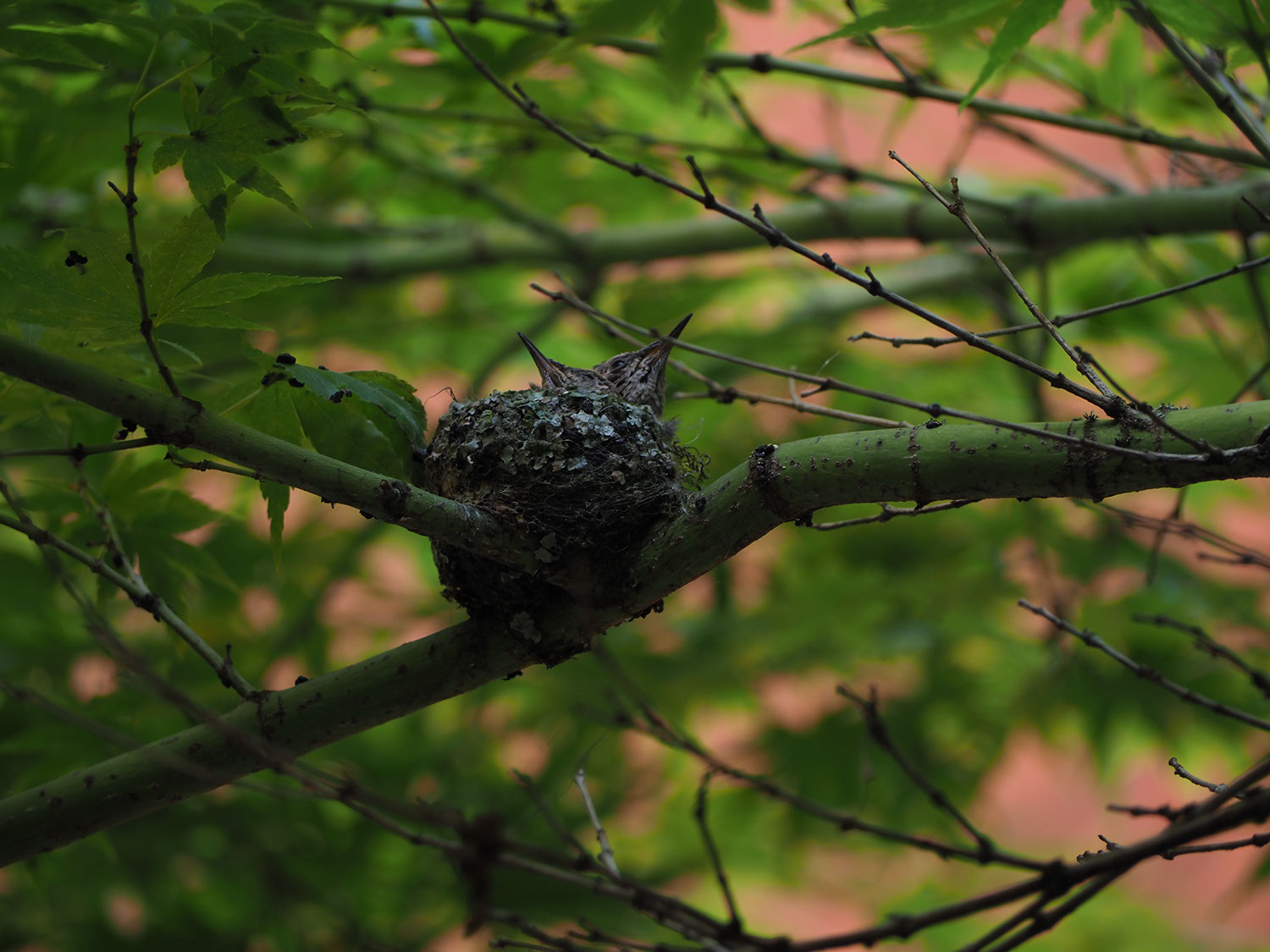 A picture of two hummingbirds in a nest, barely grown