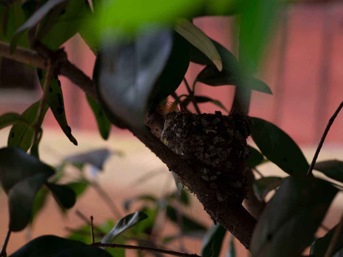 A photo of baby hummingbirds in the nest