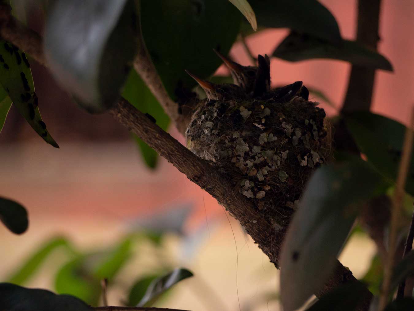 A photo of baby hummingbirds in the nest