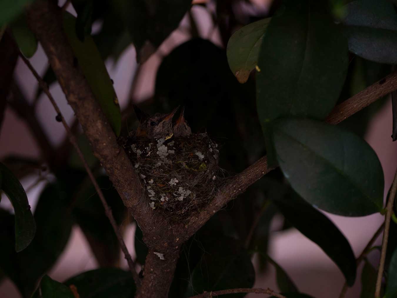 A photo of baby hummingbirds in the nest