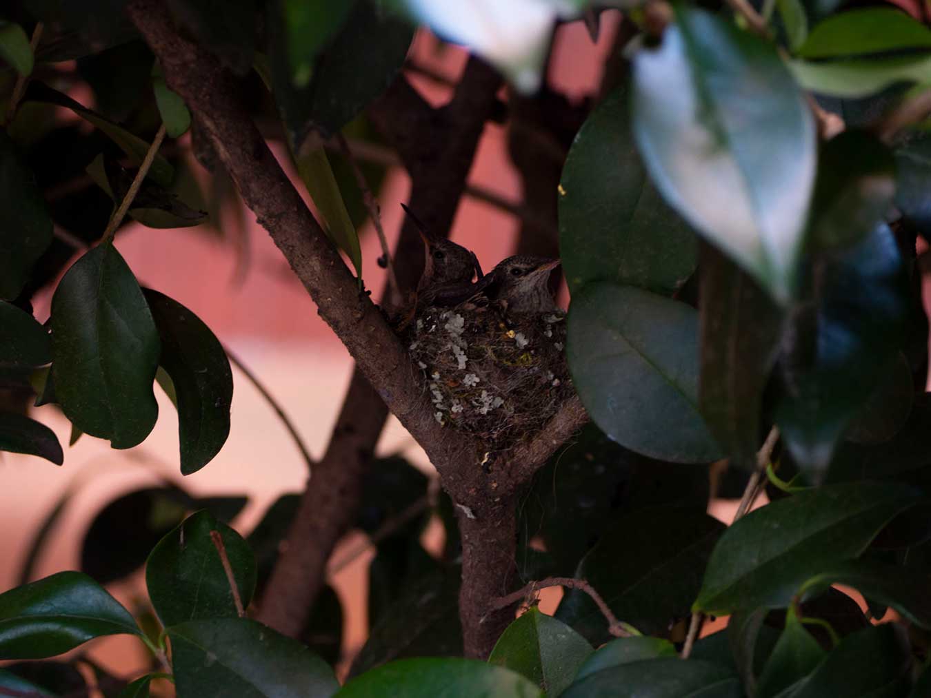 A photo of baby hummingbirds in the nest