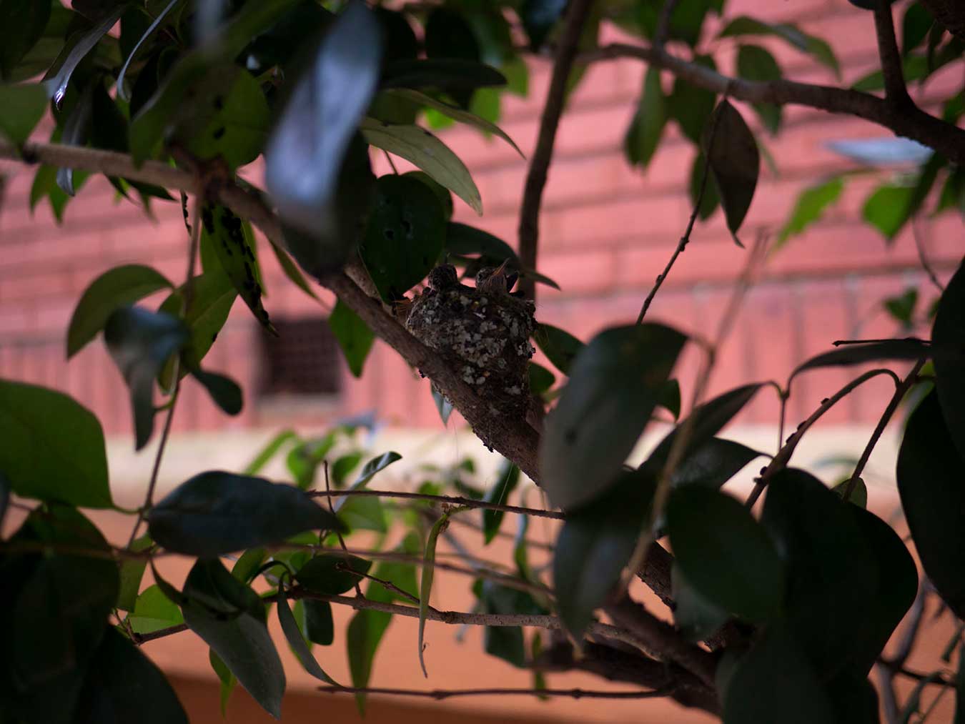 A photo of baby hummingbirds in the nest