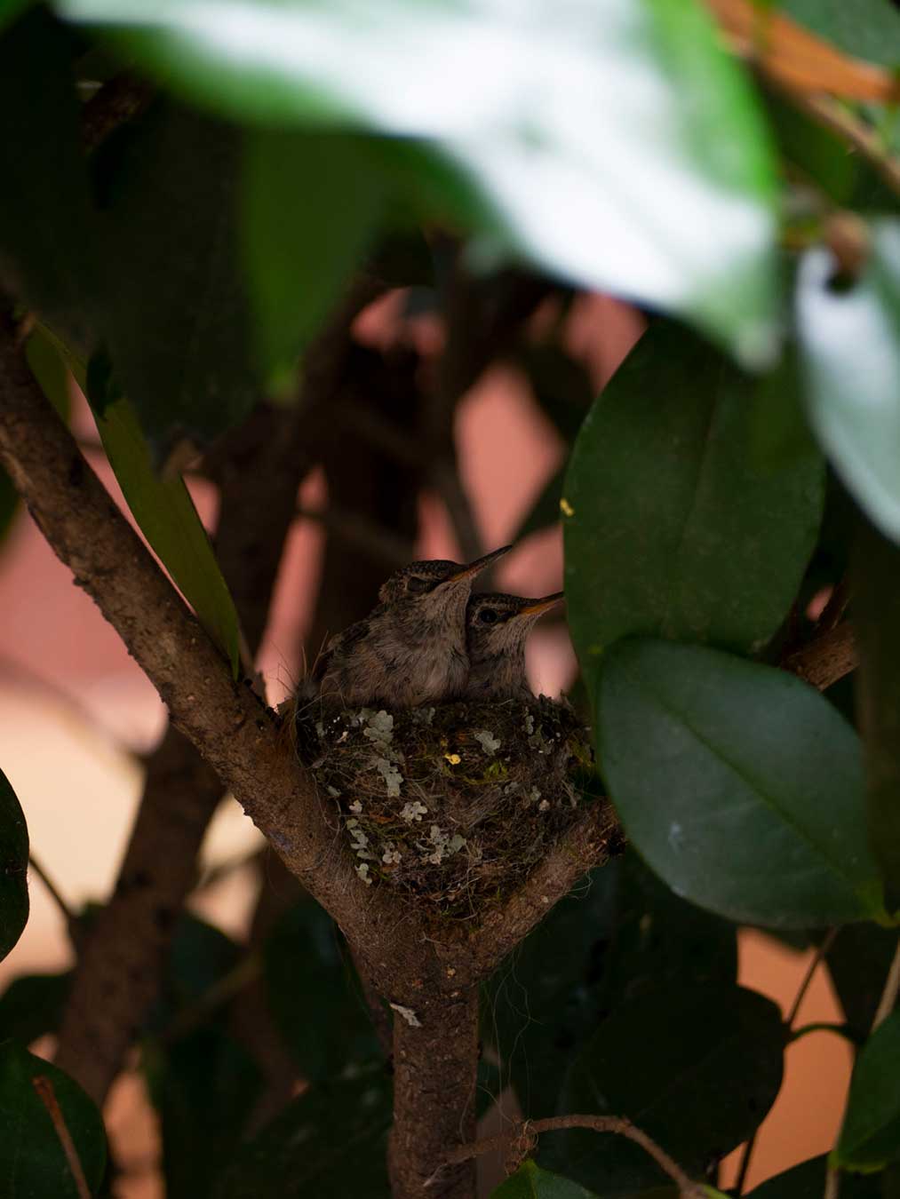 A photo of baby hummingbirds in the nest