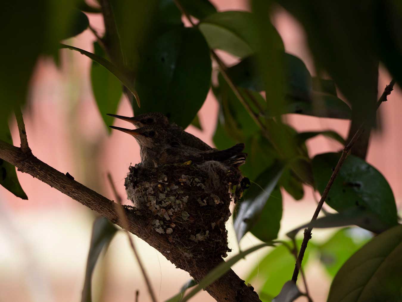 A photo of baby hummingbirds in the nest